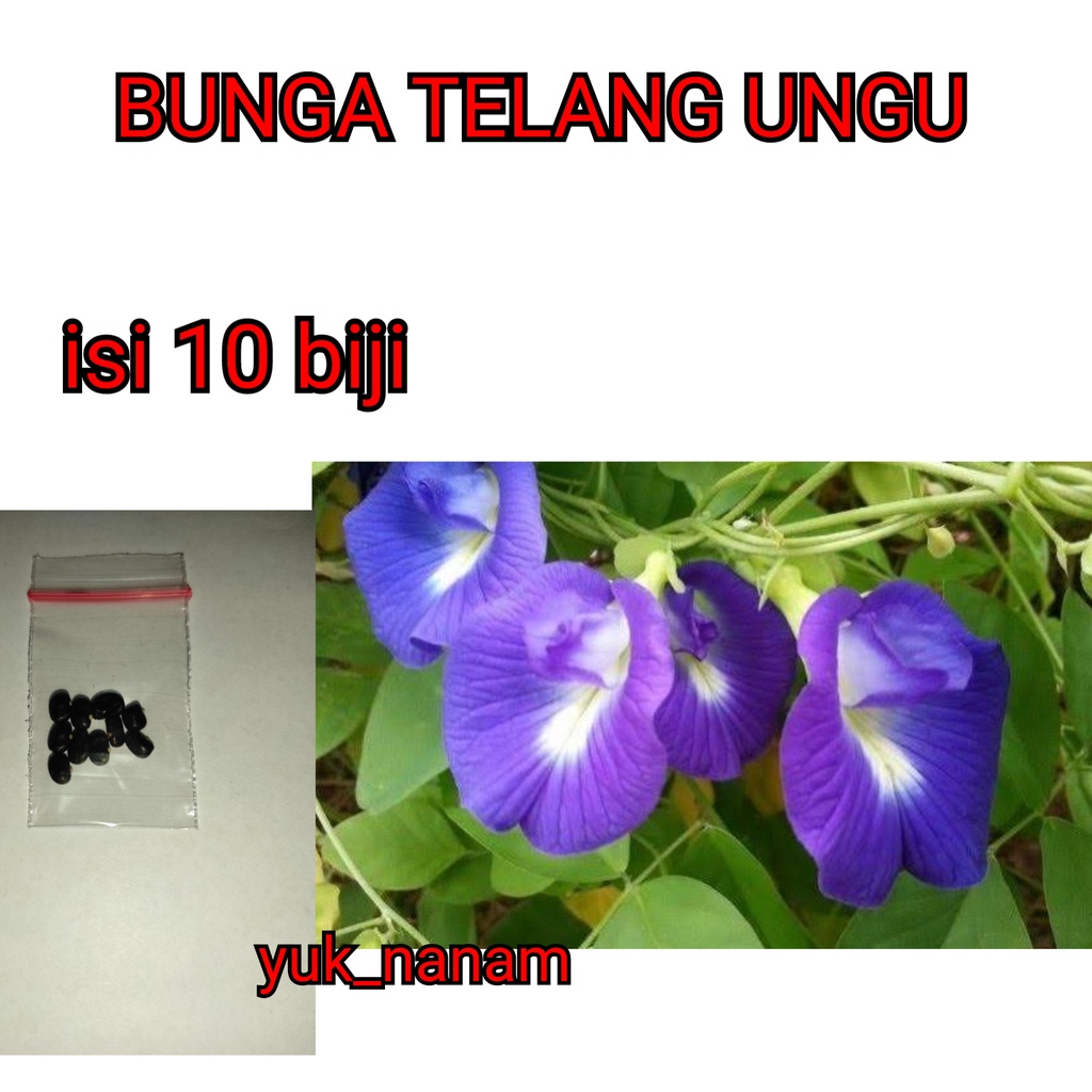 10 Bibit Bunga Telang Ungu Benih Tanaman Bunga Telang Non Tumpuk Mudah Tumbuh Unggul