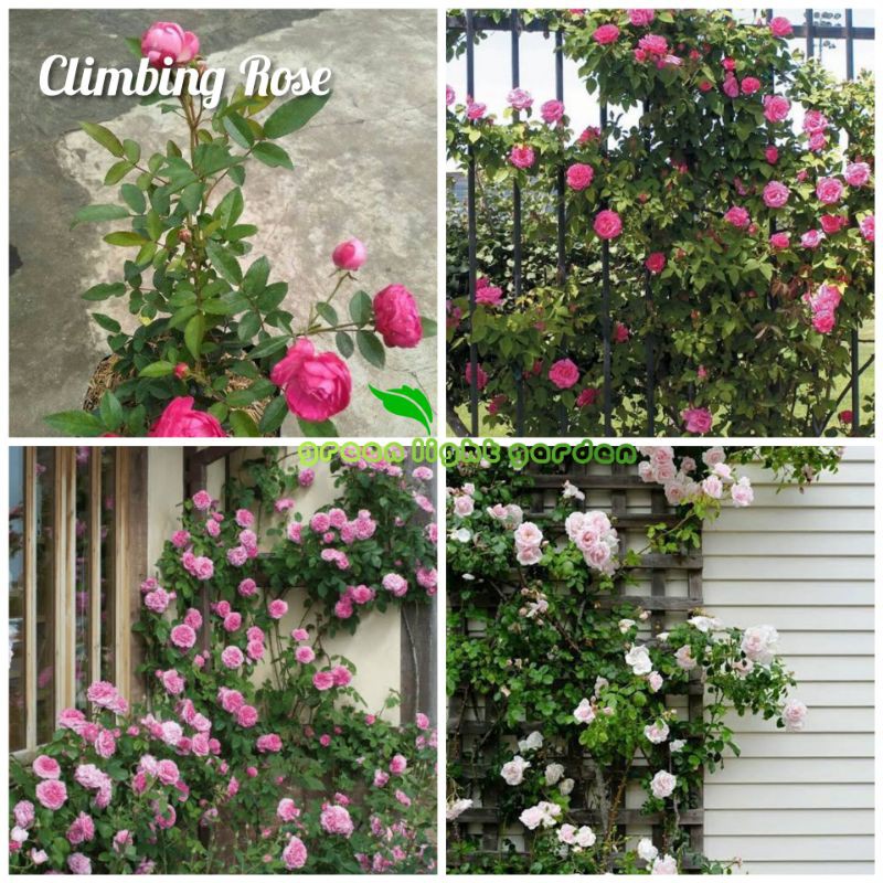 Paket 5 Pcs Bibit Bunga Mawar Rambat / Climbing Rose