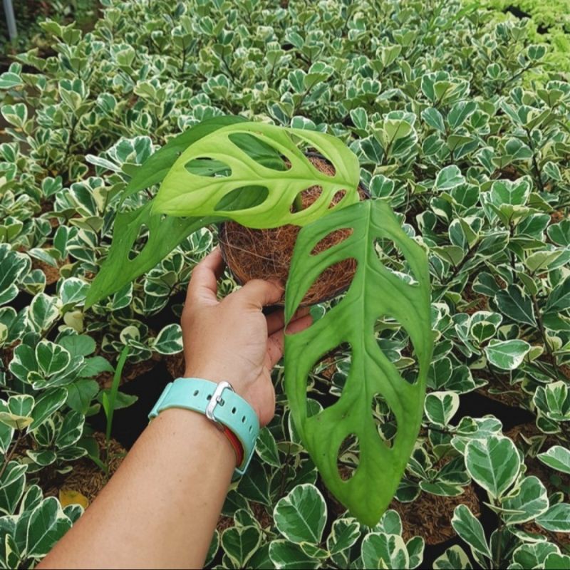 Tanaman Hias Monstera Adansonii 'Janda Bolong' - Tanaman Indoor Viral