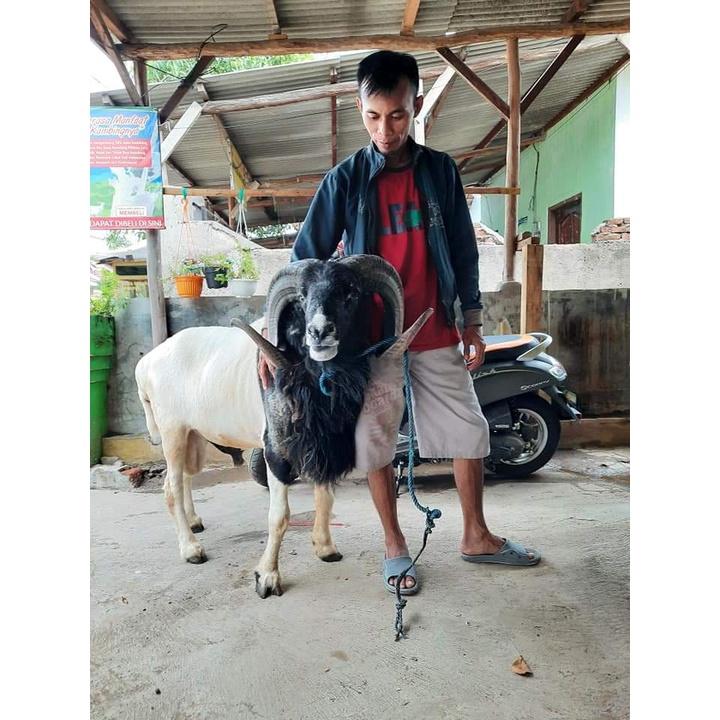 Kambing Domba Kurban