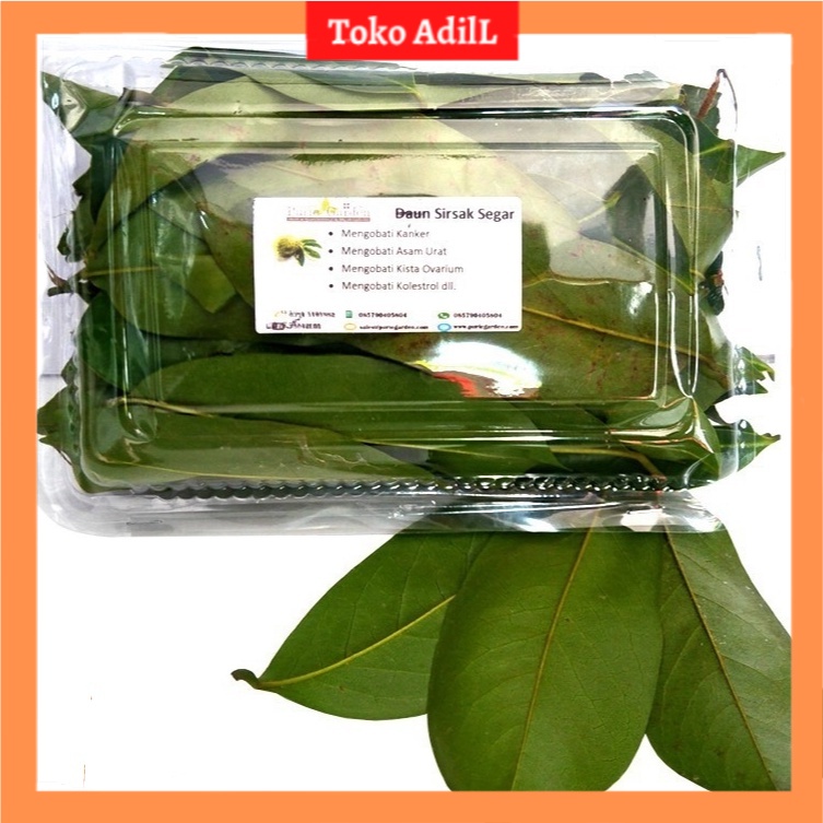 

DAUN SIRSAK SEGAR 100 gram