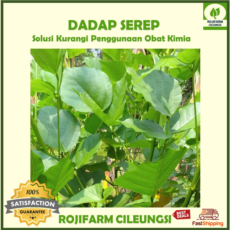 

Daun Dadap Segar Petik Dadakan Per Ikat Sekitar 15-20 Ranting - RojiFarm Cileungsi