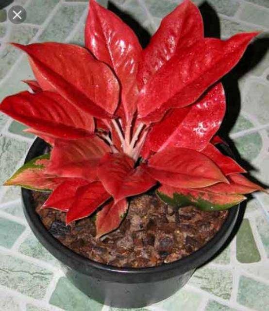 KILAP Leaf Shine Pengkilap daun Aglonema Sansivera Kuping Gajah