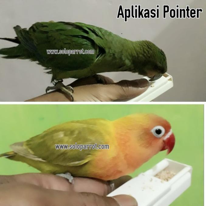 favorit] Pointer Box untuk burung Parrot