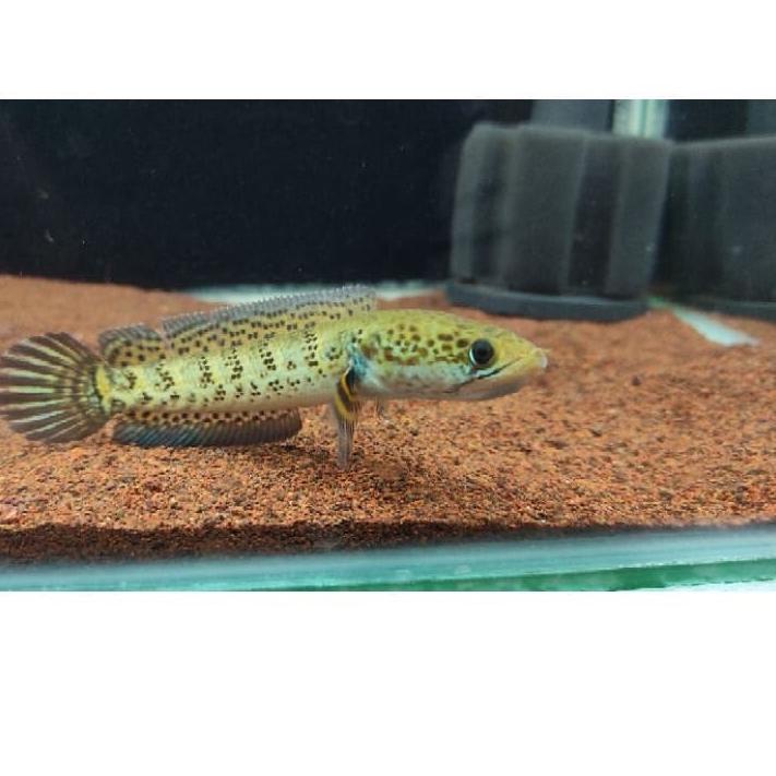 Update - auranti 12-14 cm 