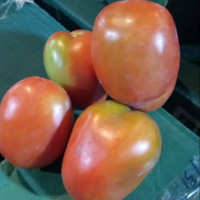 

TOMAT SEGAR/500 gr / 8.500