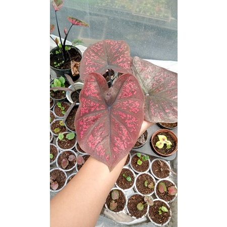 Caladium Seven Luck