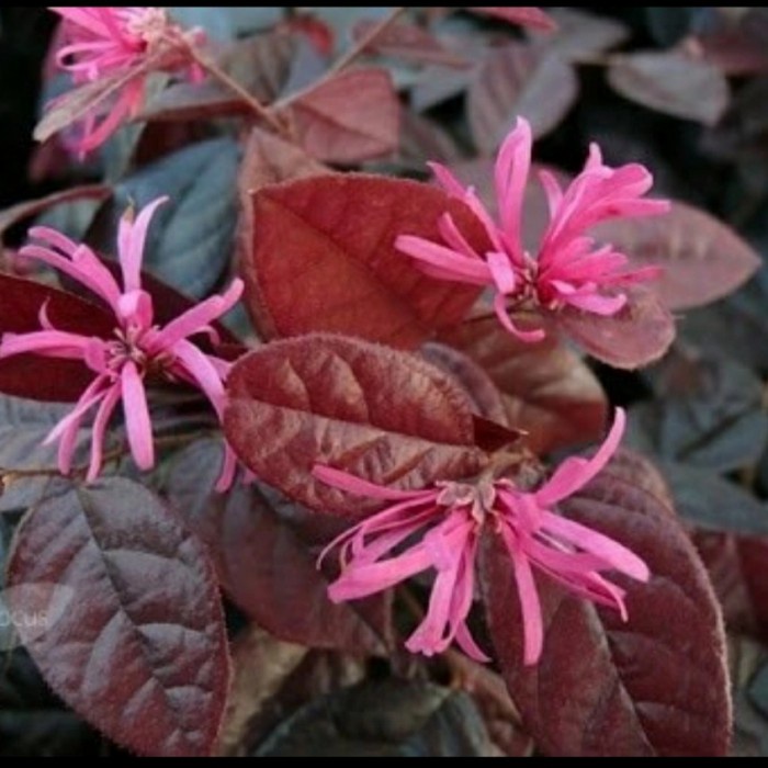 Tanaman hias Kloropitalum Serut merah - bibit Bonsai pitalum Taman Nadia