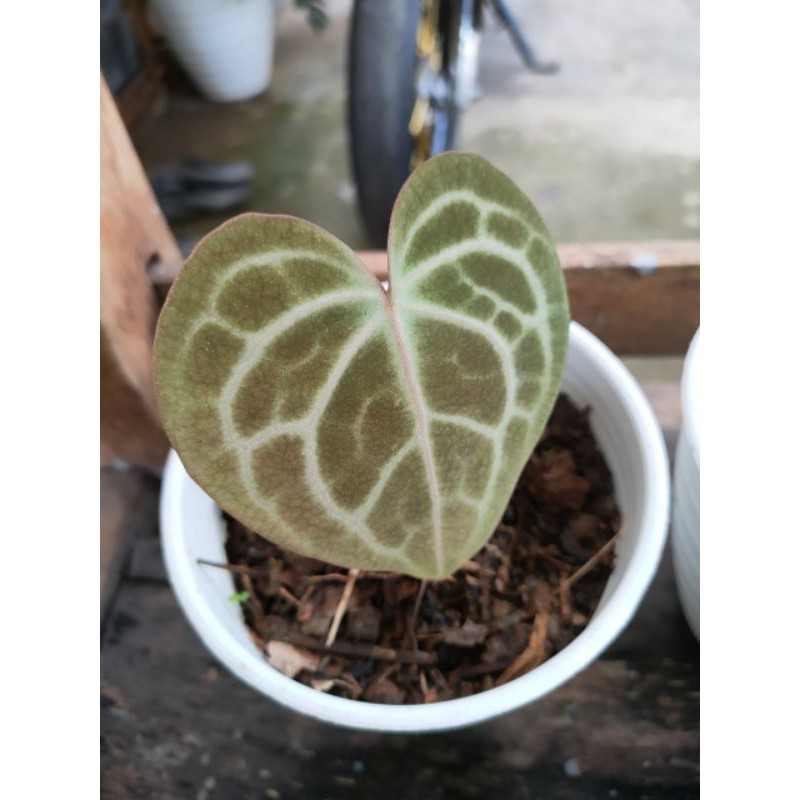 Anthurium king clarinervium manik merah