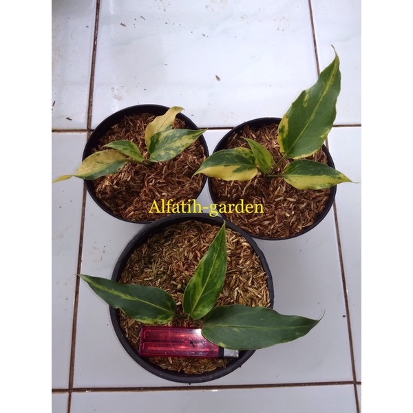 anthurium plowmanii variegata