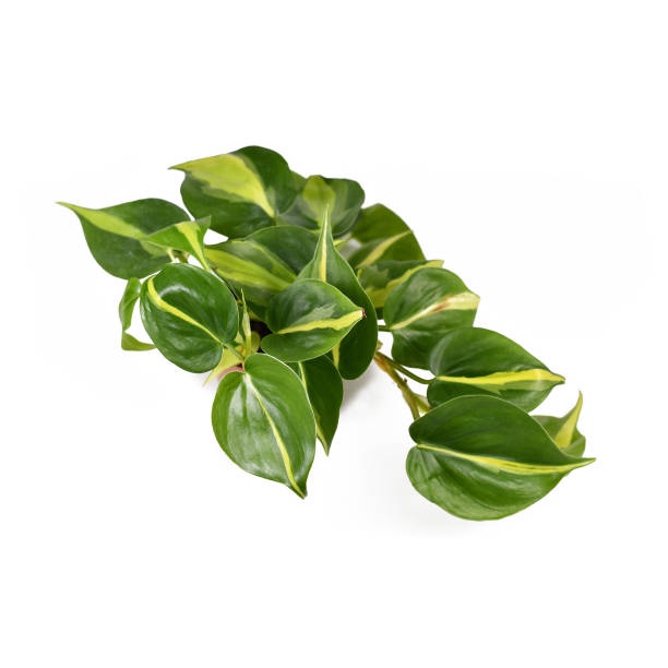 tanaman hias sirih gading phillodendron brazil / Bunga Gantung Sirih Gading Hidup / Srigading Brasil