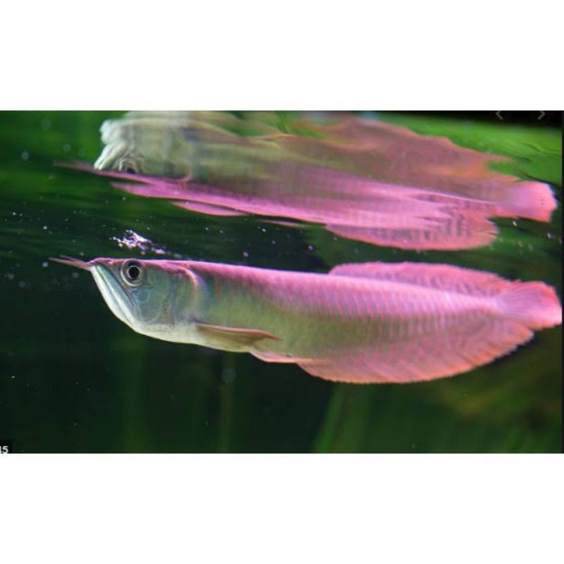 ikan arwana silver brazil ( 12 - 13 CM )