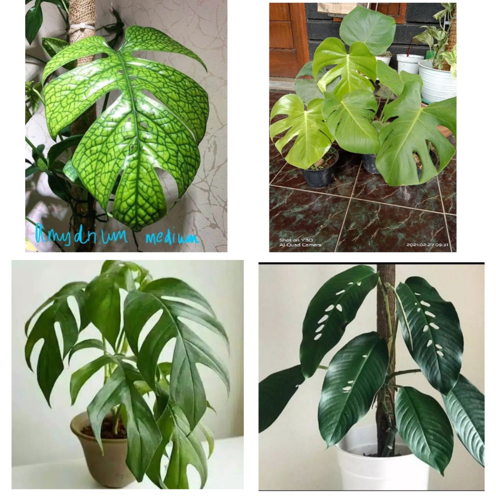 paket tanaman hias monstera 4 jenis