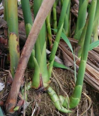 

Promo Umbi Batang Kecombrang atau Honje 500 gram