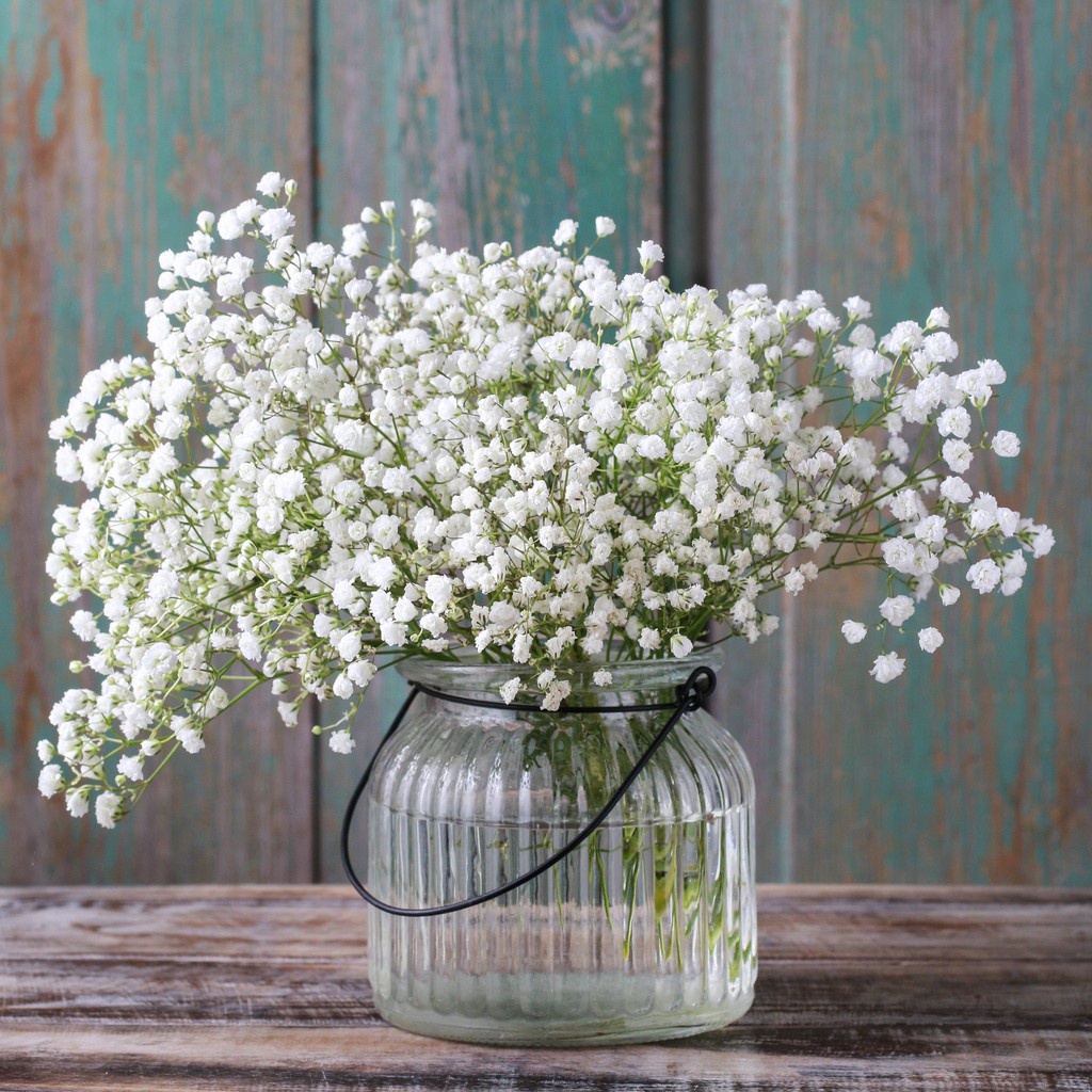 10 Bibit Baby Breath Putih Benih Bunga Gypsophila Elegans Import Tanaman Unggul Kualitas Premium