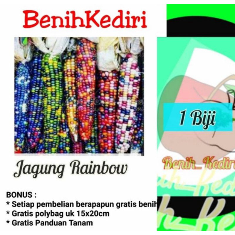 Biji Benih Bibit buah sayur jagung manis pelangi warna warni rainbow