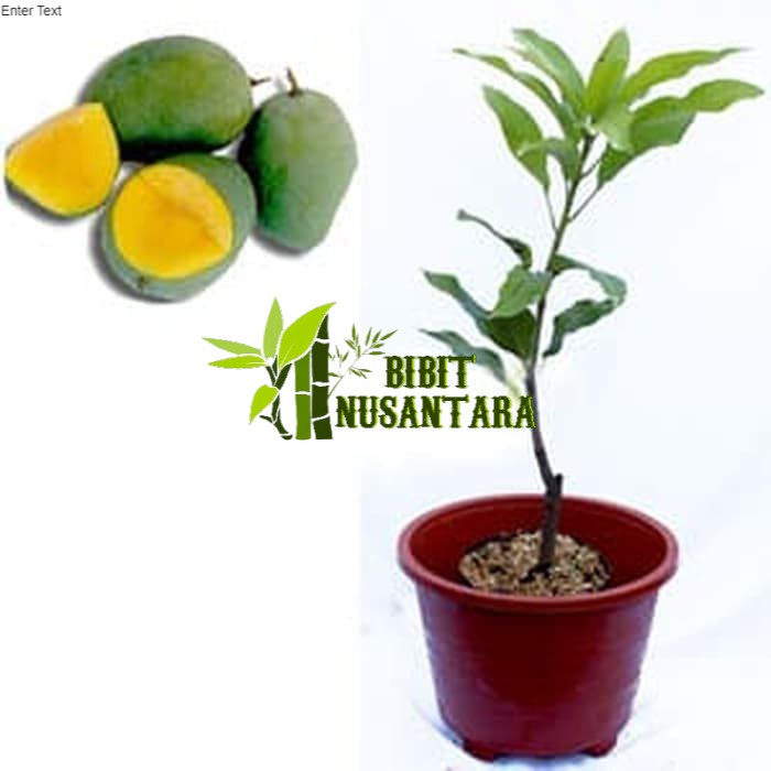 bibit mangga manalagi super