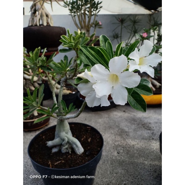 biji adenium obesum/somalense bunga putih(harga perbiji)
