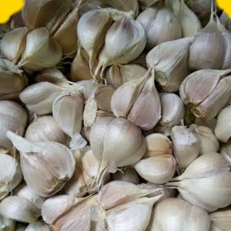 

Bawang Putih Kating Super Fresh Murah