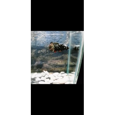 BAHANAN AVATAR COOPER GOLD 3bulan per 5 ekor , gen Jangkar Betta Champions