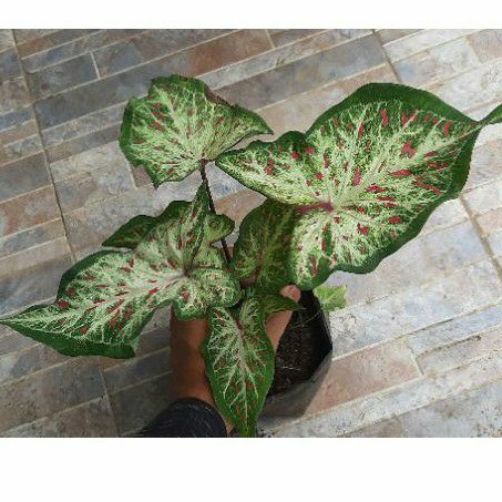 

Caadium gingerland ||dikirim bibit anakan gingerland