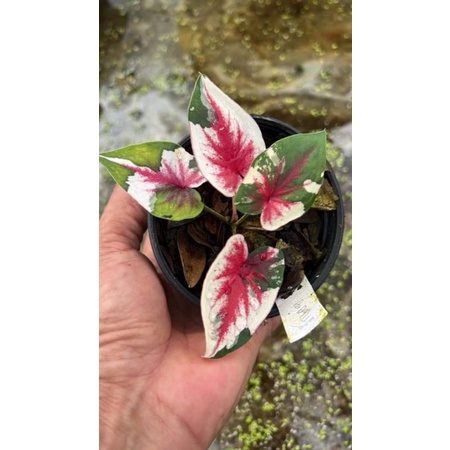 caladium npk thai