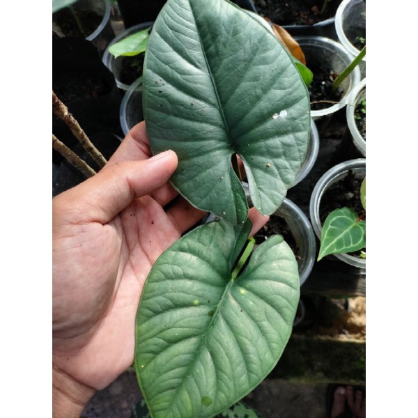 Alocasia Reginae