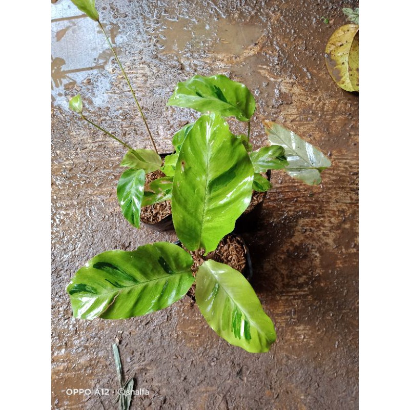 

helikonia golden