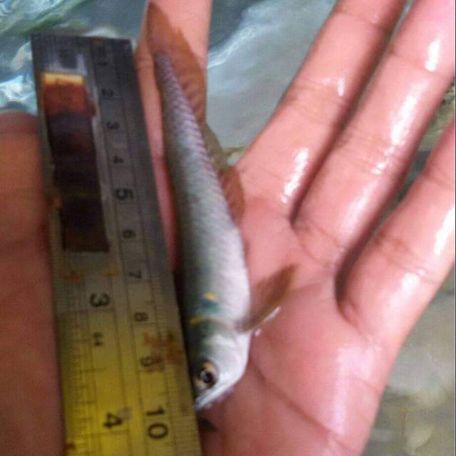 Ikan Arwana Silver brazil