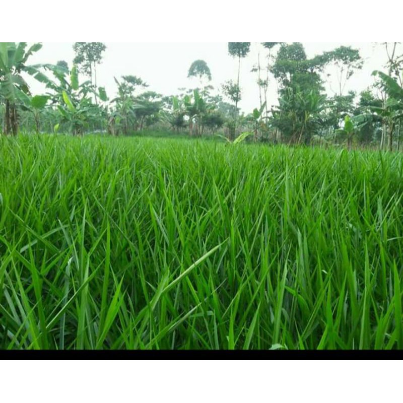 

Rumput gajah 2 kg fresh