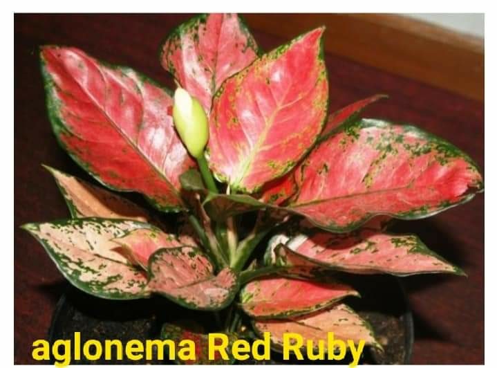 Batik Couple Keluarga Sania Ruffle Ori Ndoro Jowi Dnt Candi