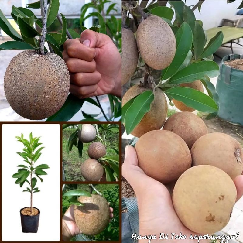 Bibit tanaman buah sawo manis jumbo