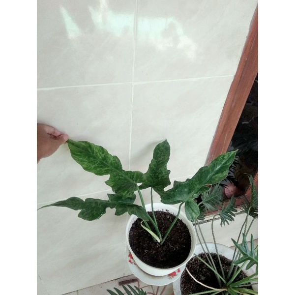 philodendron dragon narrow/golden dragon/lime fiddle/philo.