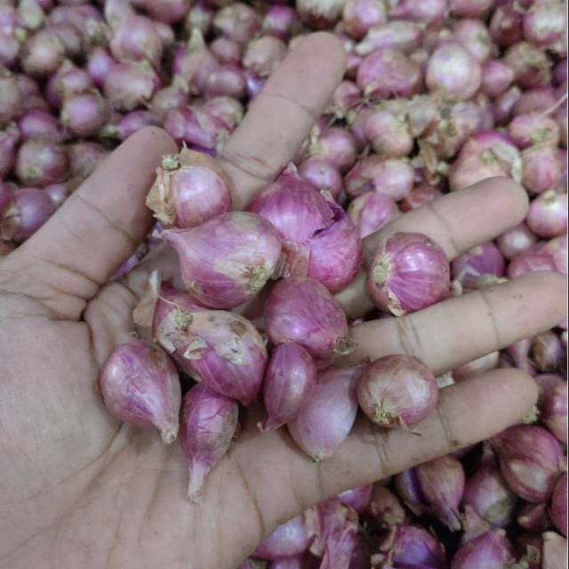 

Bawang Merah Gresik