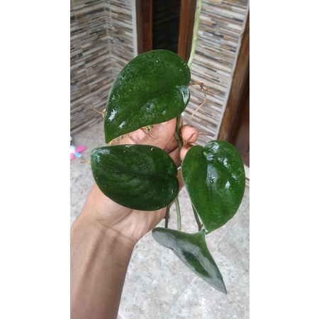 scindapsus jade satin