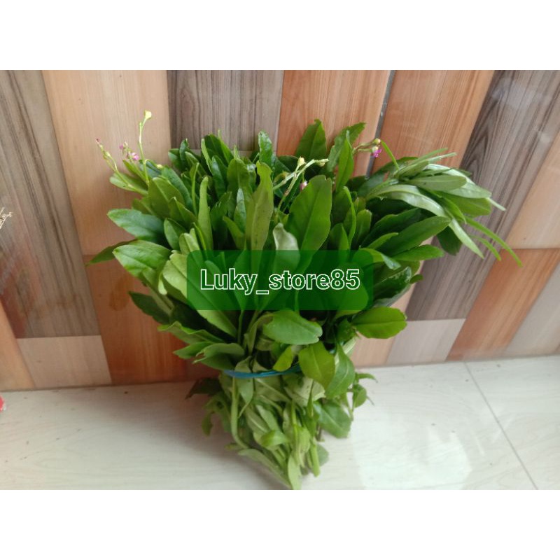 Daun ginseng jawa segar petik langsung 250 gram