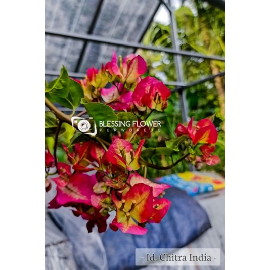 Bougenville Citra India (bibit)