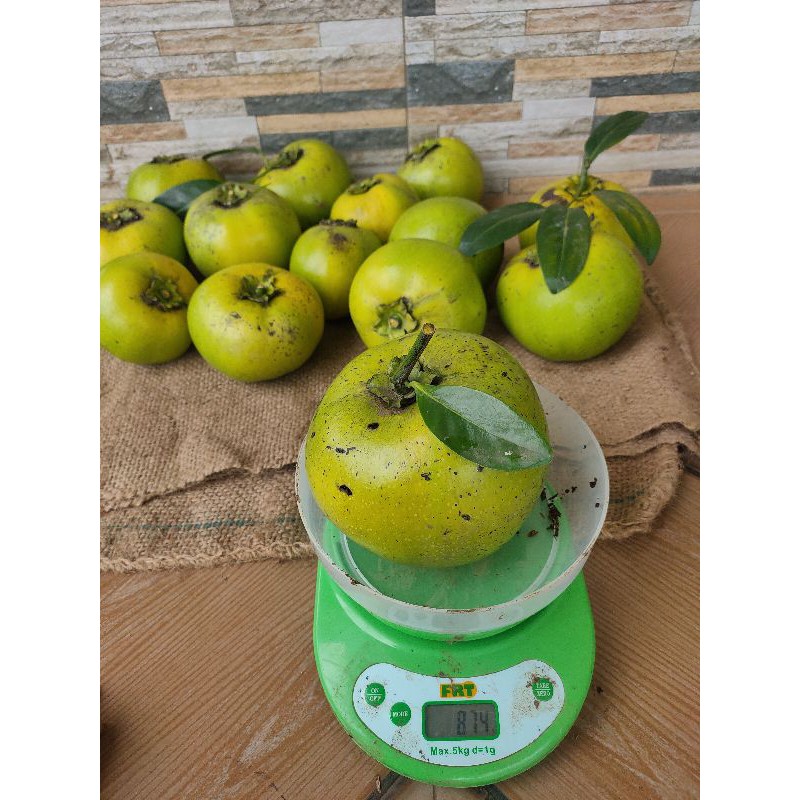 

Buah black sapote Giant