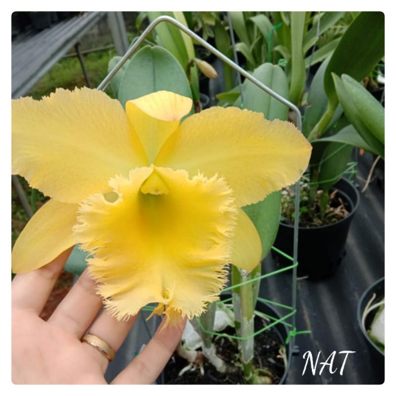 Anggrek Cattleya Dewasa