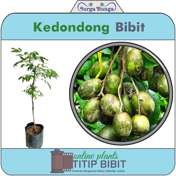 kedondong bibit tanaman buah tambulampot