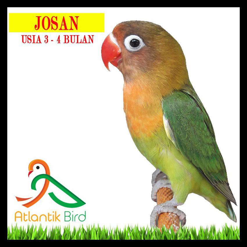 {BISA COD} Burung Lovebird Josan WAJIB tanya stock by Chat Pengiriman Hanya Tangerang dan Jakarta