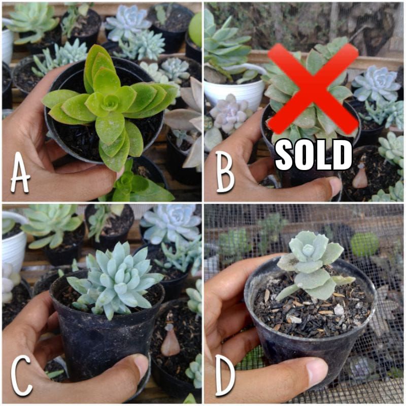 Tanaman Sukulen dan Kaktus Mini Berbagai Jenis (BISA PILIH)