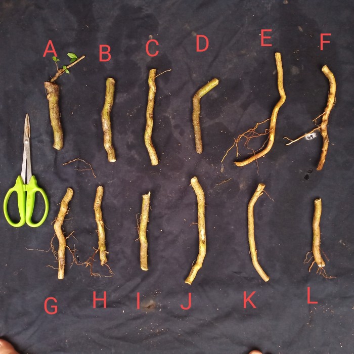 Bahan Bonsai Anting Putri Murah (Stek batang/Batang/Akar) - XS