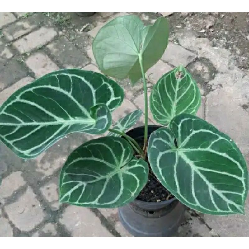 Anturium KG mangkok hybrid