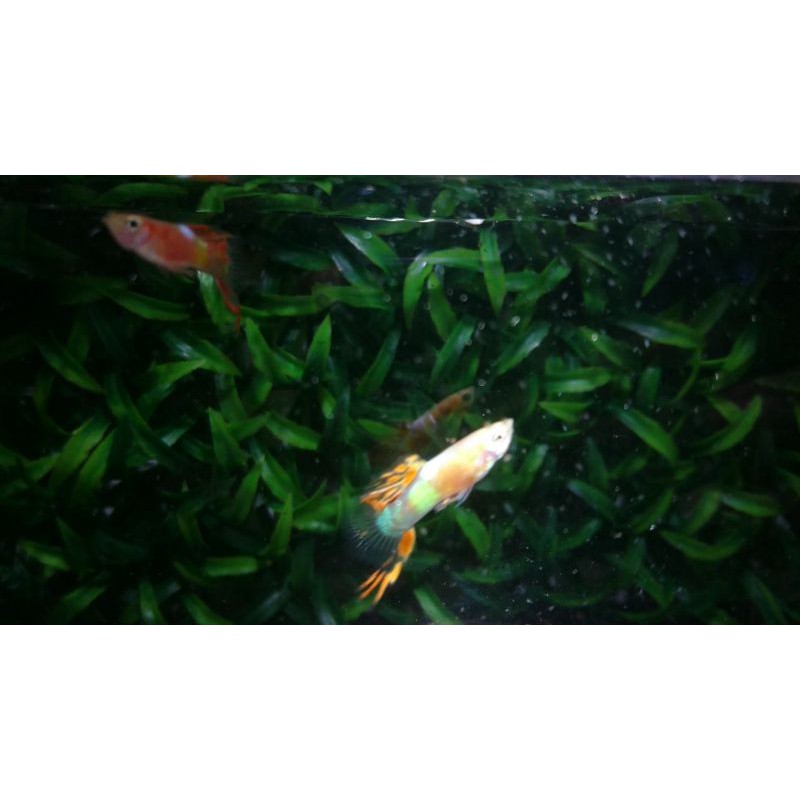 Guppy Endler red chest (Perpasang ) Murah Garansi ikan hias aquascape aquarium