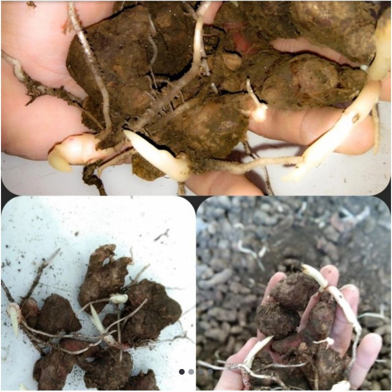 

Bibit Jahe Merah Super Sudah Bertunas Langsung Siap Tanam