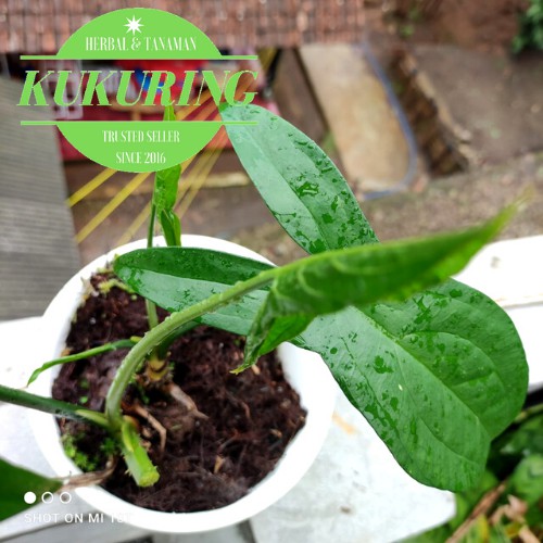 Alocasia cyrtosperma Tanaman Hias Keladi Berduri