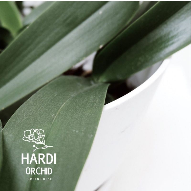 anggrek bulan taiwan