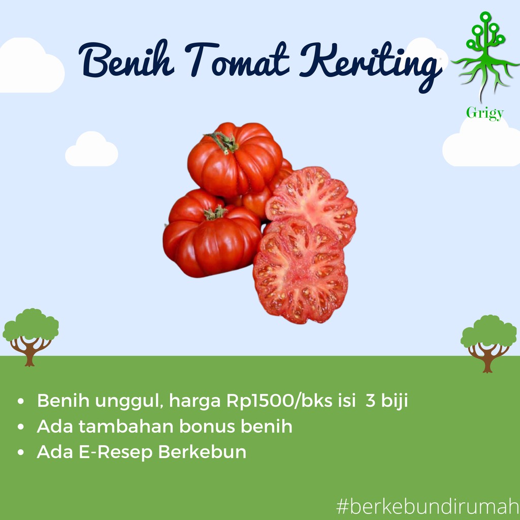 BENIH TOMAT KERITING, BIJI TOMAT KERITING, BENIH TOMAT