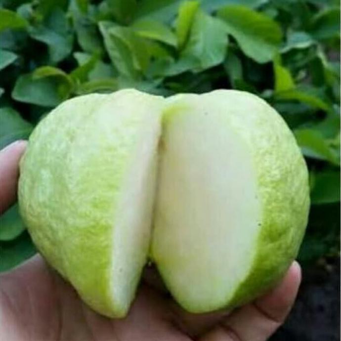 voc bibit pohon jambu kristal-bibit jambu kristal